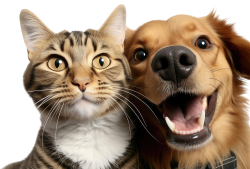 mèo, cat, cún, chó, dog, pet, thú cưng