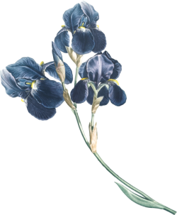 hoa lá, flower, màu nước, watercolor, xanh navy