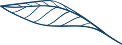 line, đường kẻ, đường, lá, leaf