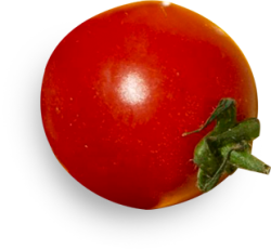 cà chua, tomato