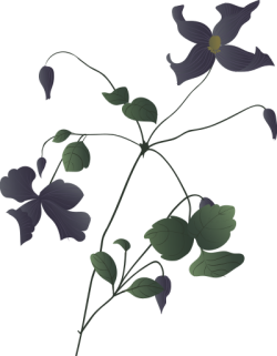 flower, hoa
