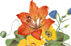 hoa, flower, retro, vintage 8