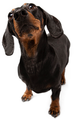 pet, dog, cún, chó