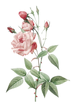 hoa hồng , rose, hoa, flower