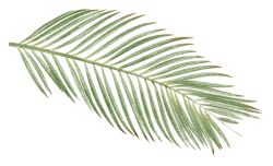 lá, leaf