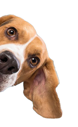 chó, dog, pet, thú cưng