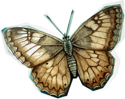 vintage, cổ xưa, bướm, butterfly