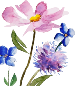 hoa, flower