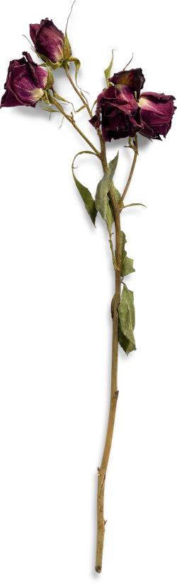 hoa khô, hoa hồng, rose,dried flowers