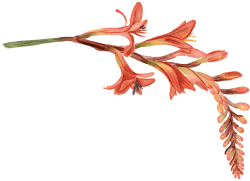 hoa, flowers