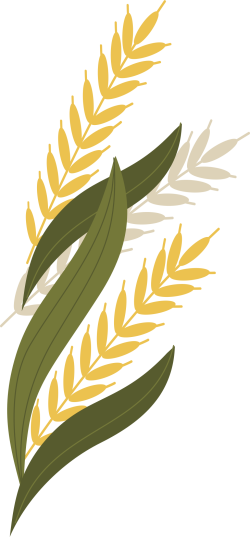 lá, leaf, cỏ, lúa, barley