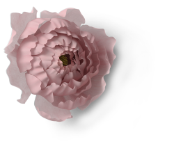 hoa, flower