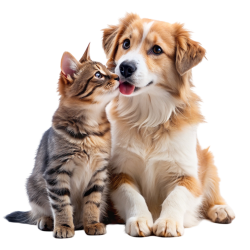 chó, dog, mèo, cat, pet, thú cưng