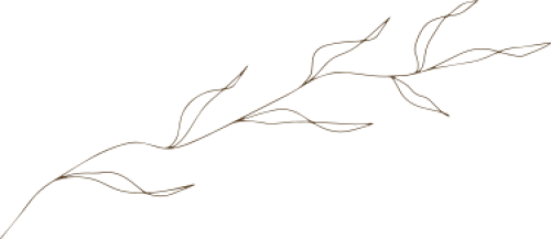 lá, leaf, tự nhiên,