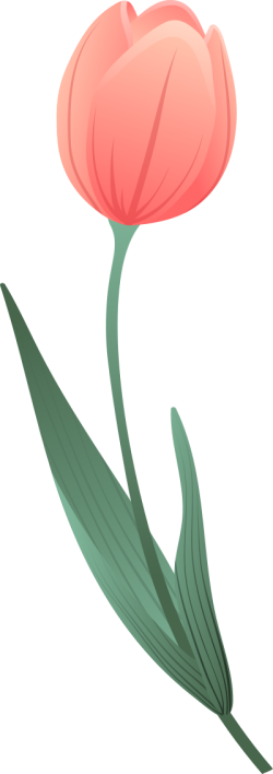 Hoa tulip, tulip, hoa, flower