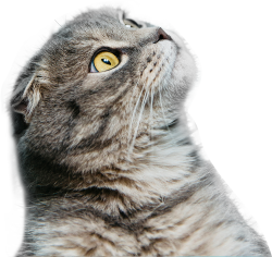 Mèo, cat, pet, thú cưng