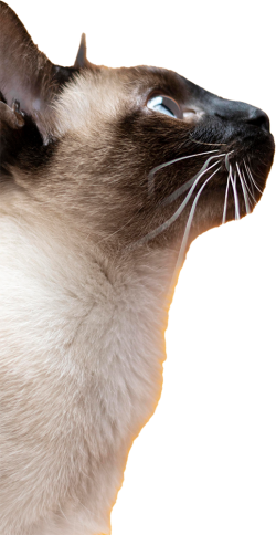 thú cưng, pet