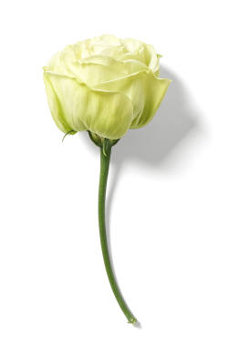 Hoa hồng, rose, romantic