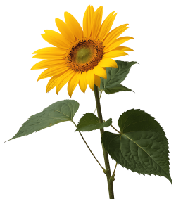 hoa, flower, hướng dương, sun flower