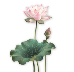 hoa sen, lotus