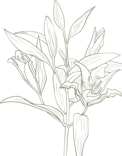 hoa, flower
