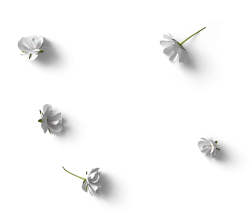hoa, flower