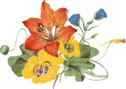 hoa, flower, retro, vintage
