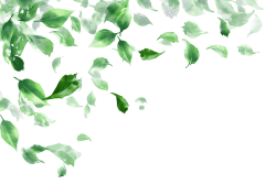 lá, leaf, lá cây