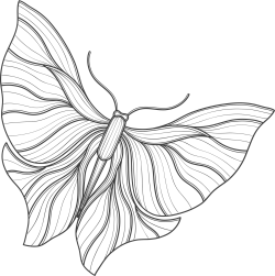 butterfly, bướm