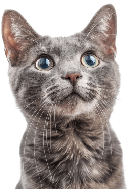 pet, thú cưng, mèo, cat