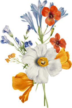 hoa, flower, retro, vintage