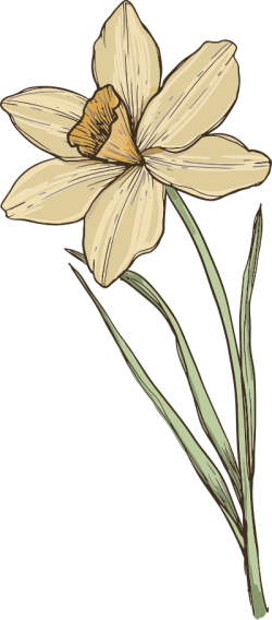 hoa, flowers