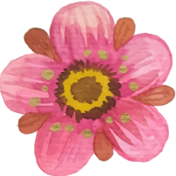 hoa, flowers