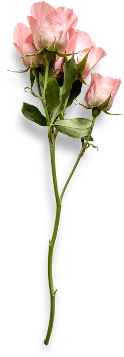Hoa hồng, rose, romantic