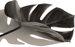 lá, leaf