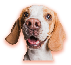 pet, dog, cún, chó