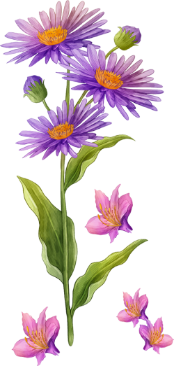 hoa, flower 2