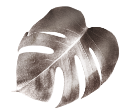 lá, leaf, luxury, sang trọng