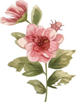 hoa, flower, vintage, retro