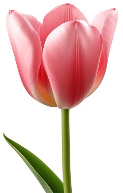 hoa, flower, tulip
