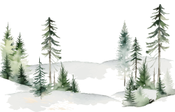 cây thông, pine tree, pine forest, rừng cây