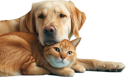 thú cưng, pet