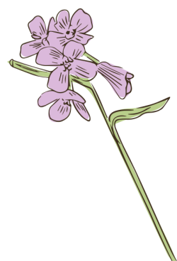 hoa, flowers 5