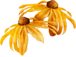 hoa, flower 1