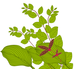 lá, leaf 1