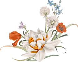 hoa, flower, retro, vintage