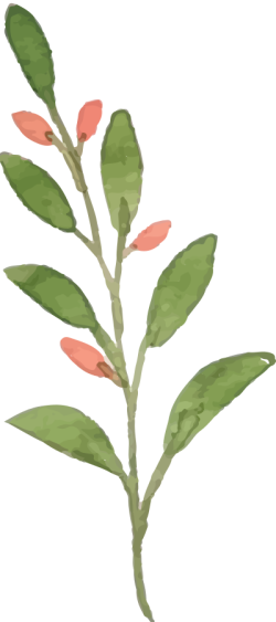 lá, leaf