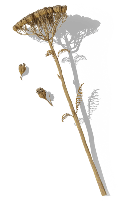 hoa, flower