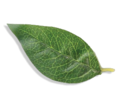 leaf, lá