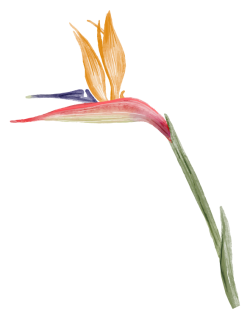 hoa, flowers